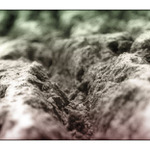 Struktura kůry stromu