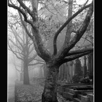 Olšanské hřbitovy v mlze I.