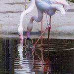 Plamení plameňáci