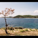 Na pobřeží stromeček...