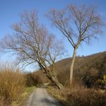 Strom (Cekani na prichod zimy)