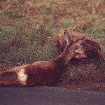 U krajnice života a smrti