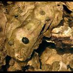 Small Oysters........