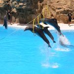 Delfíní show 2 - ořez