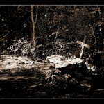 nasli sme Jerryho...