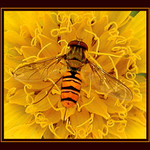 Kde má druhou nožičku?:)