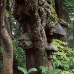 CHoroše  v Rýchorském pralese