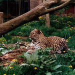 Kočka s pampeliškama