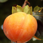 Kaki