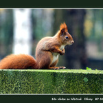 kdo vladne na hrbitove ?