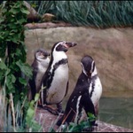 Nástup na molo, ...