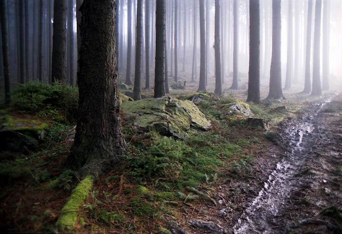 Mlžný les