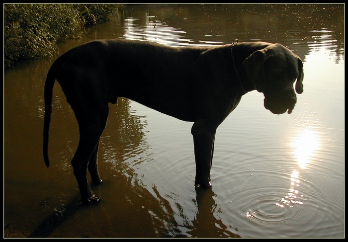 Pes a utopené slunce