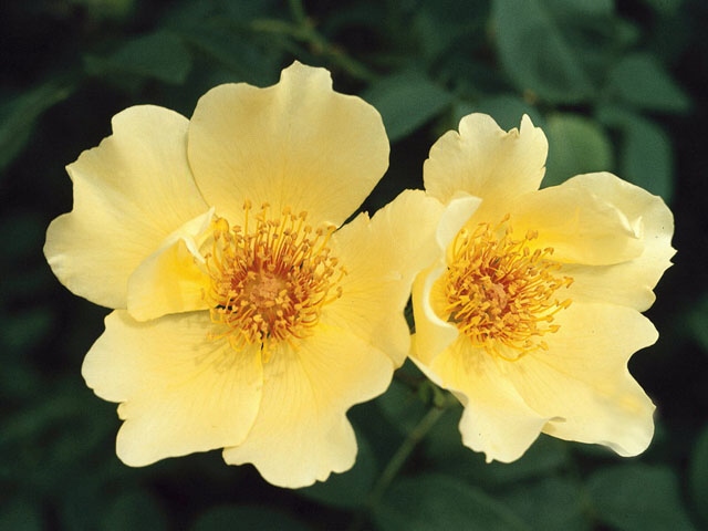 Two
