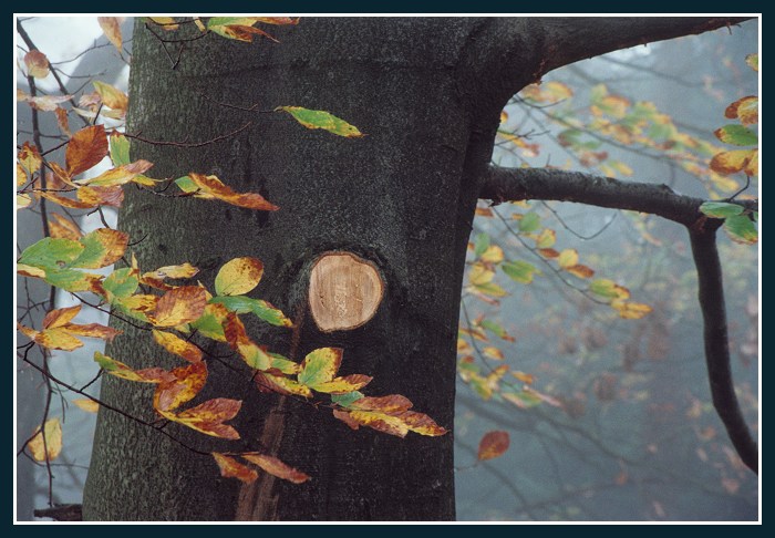 Mlha v podzimním lese