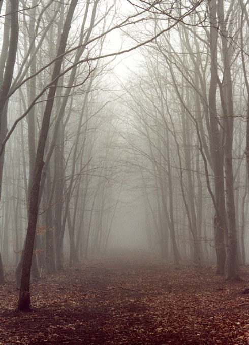 ...cesta mlžnou bukovinou...