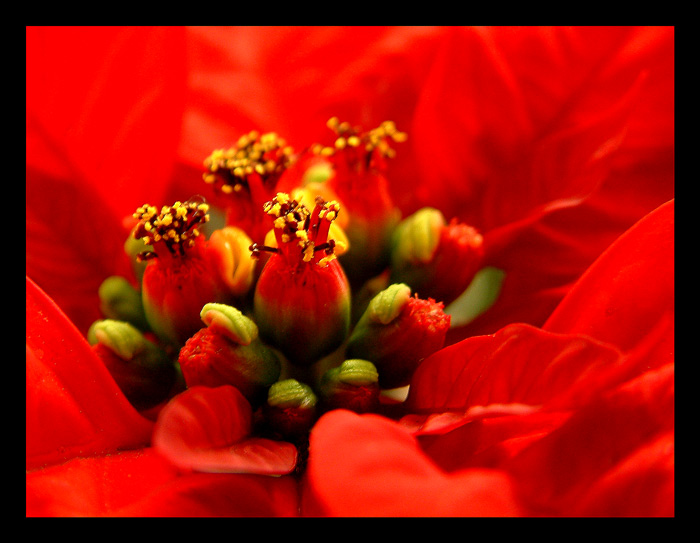 Vánoční růže...