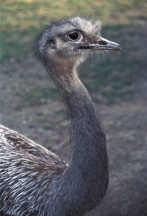 Pštros 2