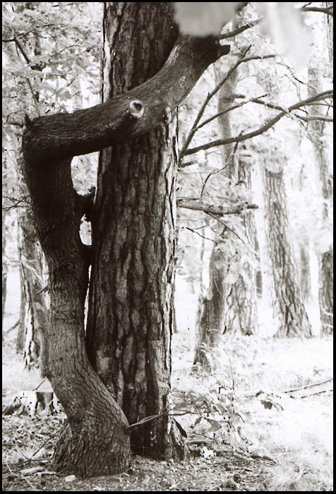 milenci