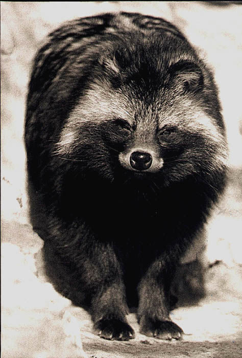 Mýval