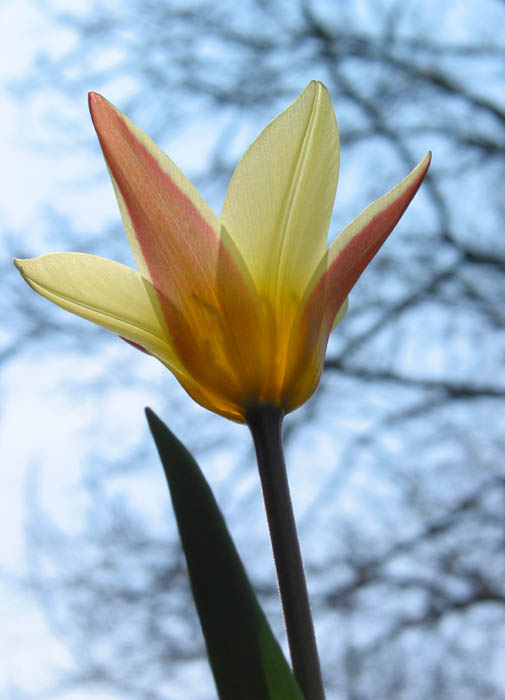 Tulipán