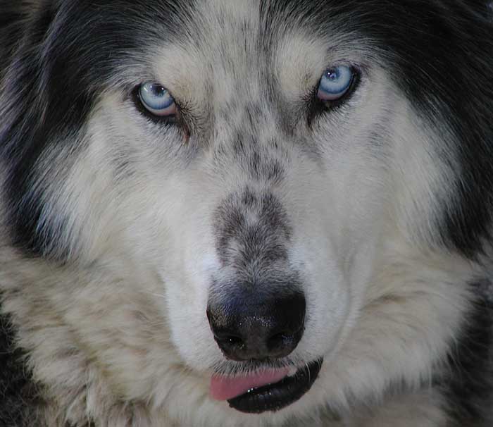 Simon