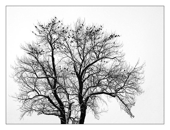 Vrána k vráně sedá