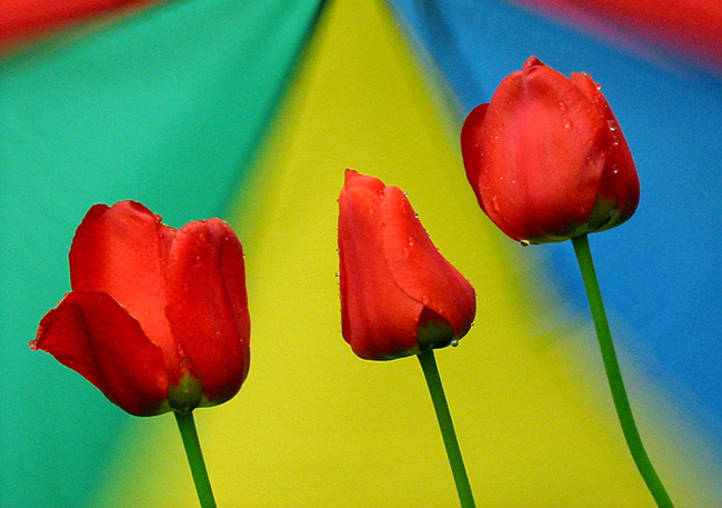 Veselí tulipáni