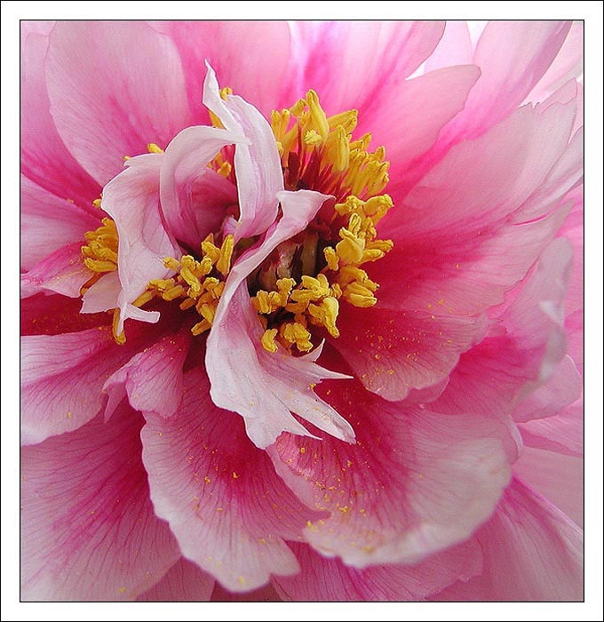 ...tanečnice v růžovém....