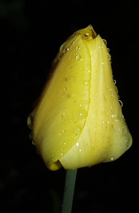 Tulipan