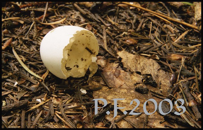 P.F.2003