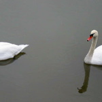 dvouvaječná dvojčata ...