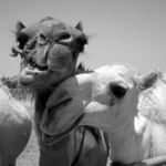 *velbloudi* III. dle J.C. a ve