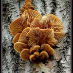 Ještě pořád rostou!:)