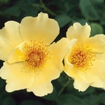 Two
