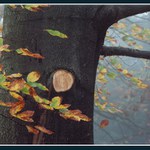 Mlha v podzimním lese