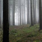 Mlžný les II