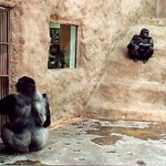 Čekání na dlabanec