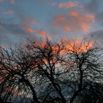 podvečerní větvoví ...