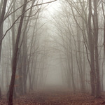 ...cesta mlžnou bukovinou...