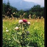 bodlák v Malé Fatře