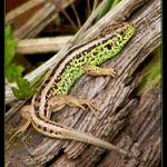 ...zátiší s ještěrkou...