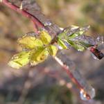 Život v zimním království...