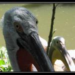 Chces neco? frajere!