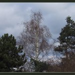 Přátelství stromů...