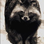 Mýval