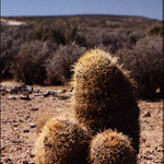 z Radimovy zahrádky