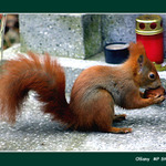 Muj orisek - Olsany 2002