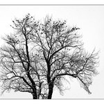 Vrána k vráně sedá