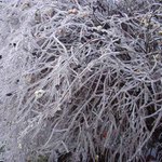 Křoví s ochranou ;-)